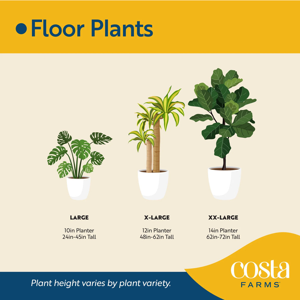 Ficus Lyrata Fiddle Leaf Fig Standard House Plant in 8.75 Inch(Es) Pot 1 -Pack
