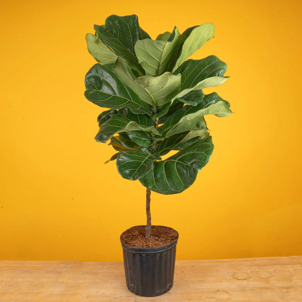 Ficus Lyrata Fiddle Leaf Fig Standard House Plant in 8.75 Inch(Es) Pot 1 -Pack