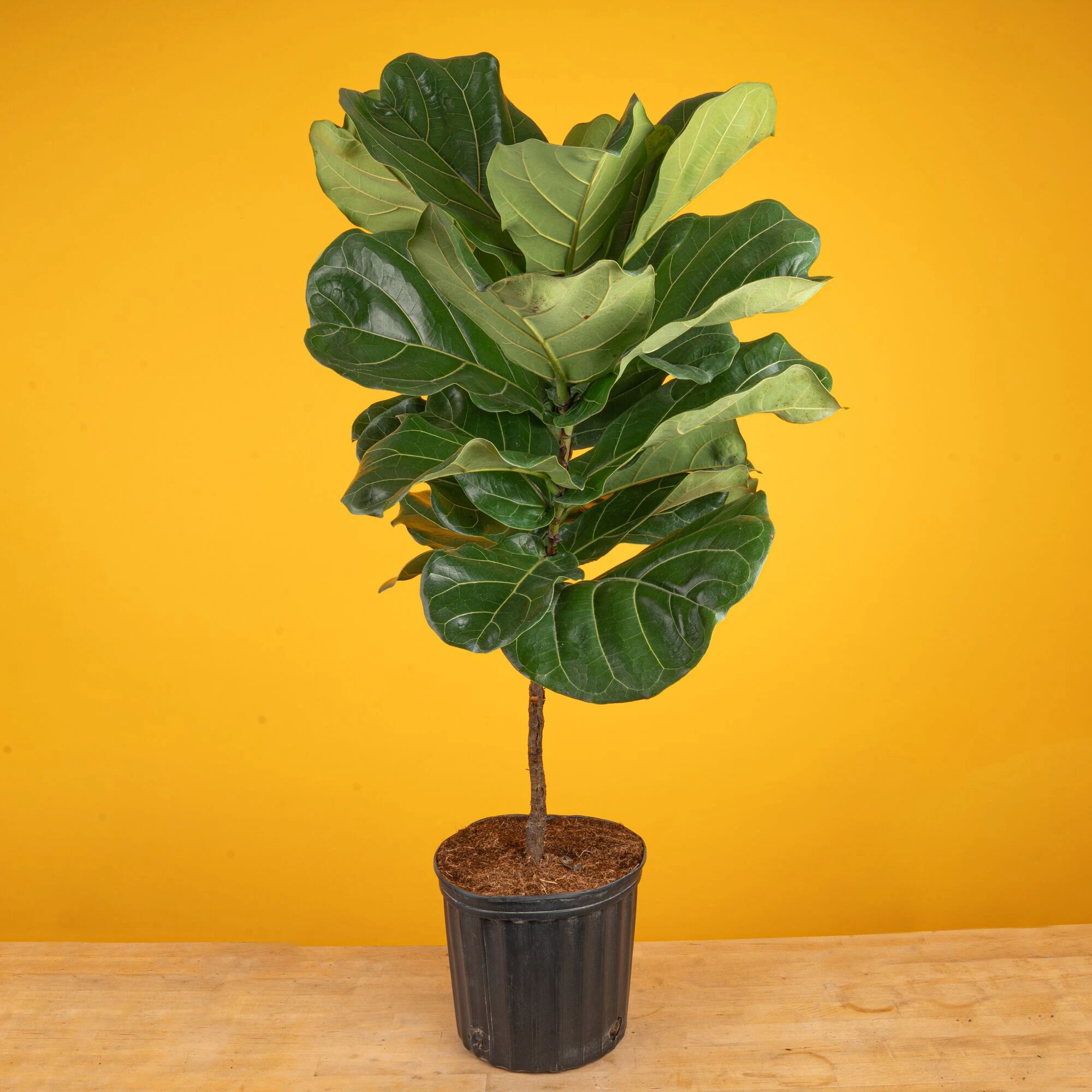 Ficus Lyrata Fiddle Leaf Fig Standard House Plant in 8.75 Inch(Es) Pot 1 -Pack