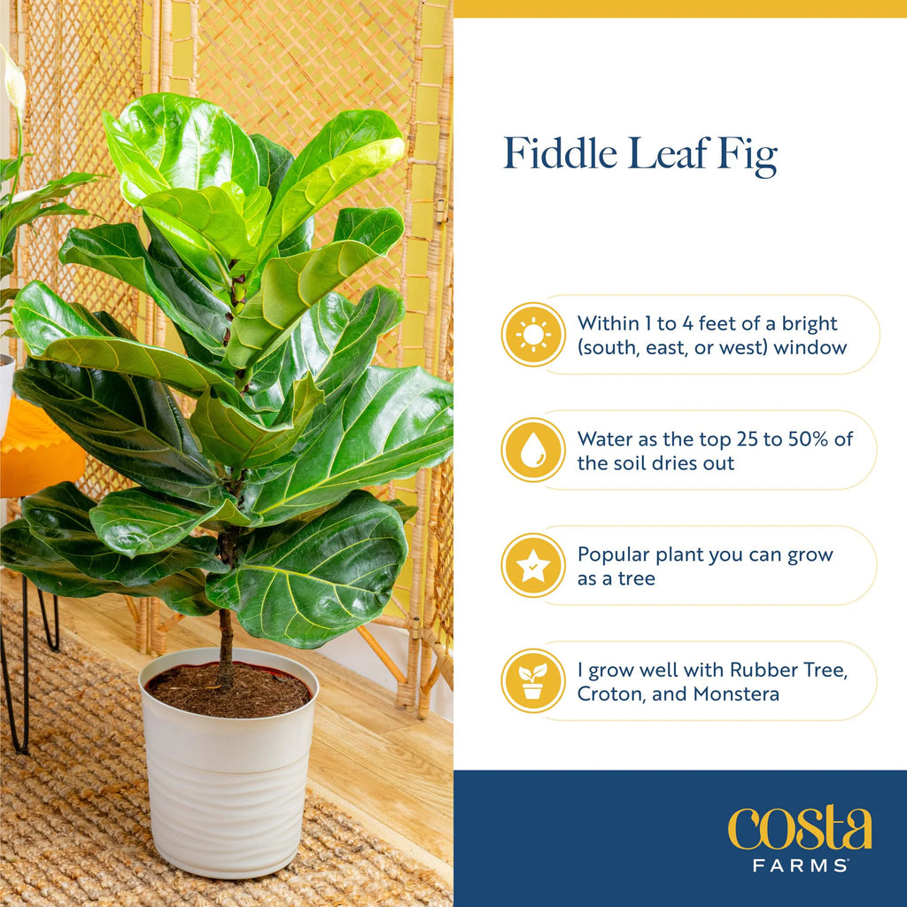 Ficus Lyrata Fiddle Leaf Fig Standard House Plant in 8.75 Inch(Es) Pot 1 -Pack
